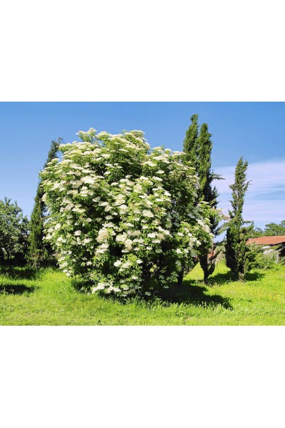 Бузина чорна Варієгата в ландшафті